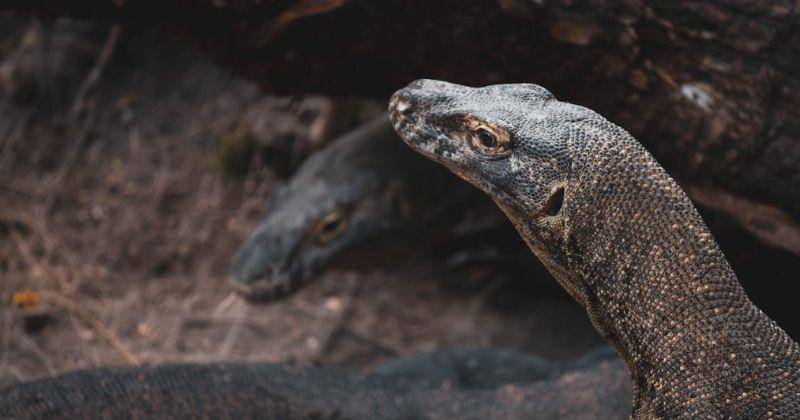 Pexels/abimanyu photowork